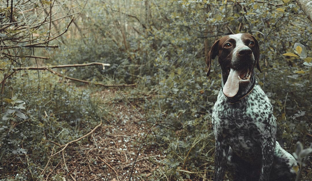 How to Thrive Like a Hound in the Woods!